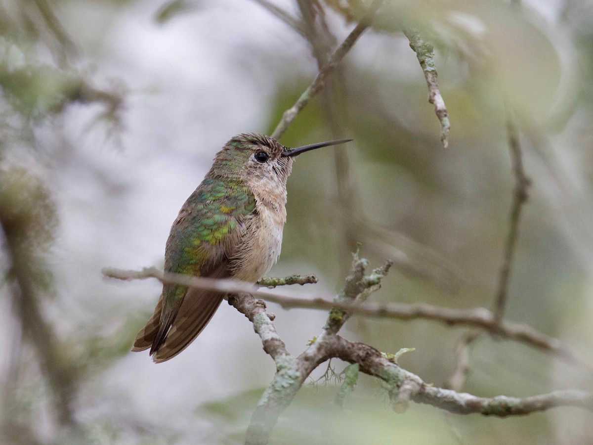 Calliope Hummingbird - Eric Carpenter