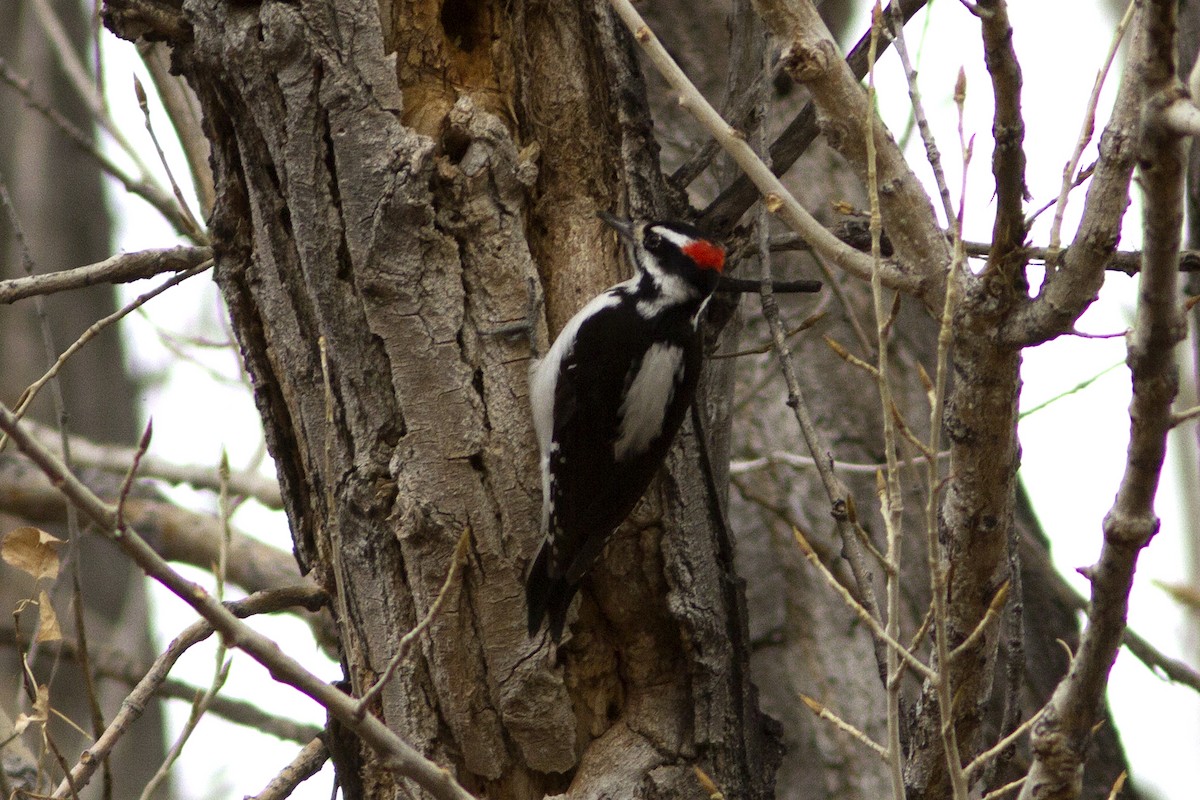 Hairy Woodpecker (Rocky Mts.) - ML83453321