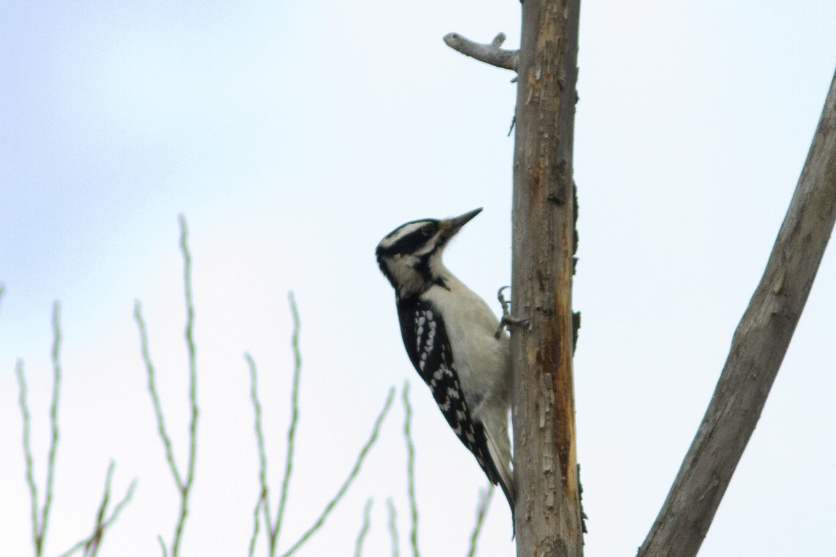 Hairy Woodpecker (Eastern) - Richard Bunn