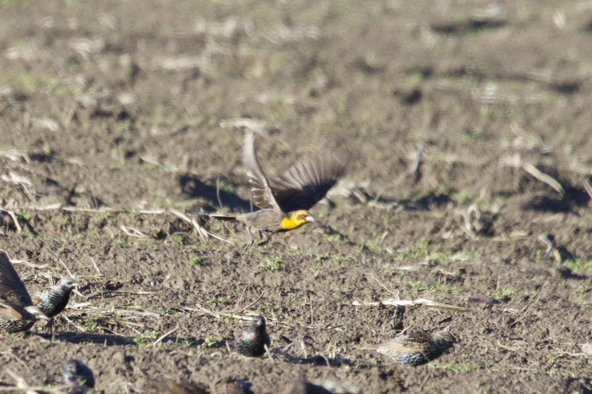 Yellow-headed Blackbird - Eric Heisey