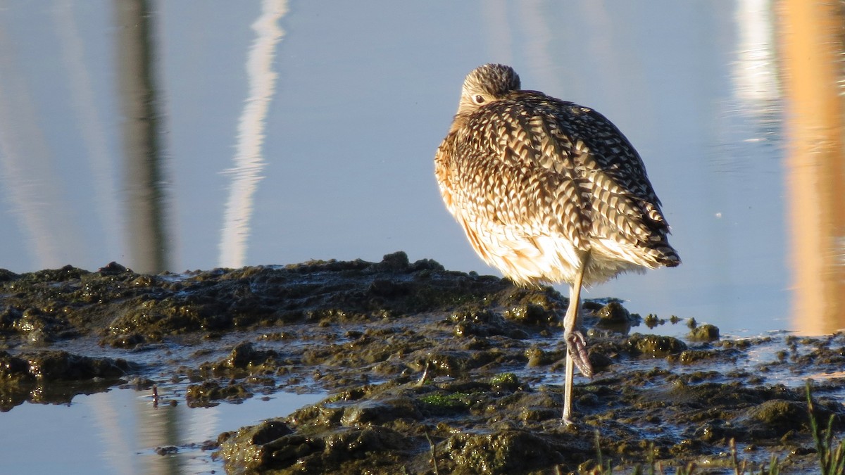 Long-billed Curlew - ML83457301