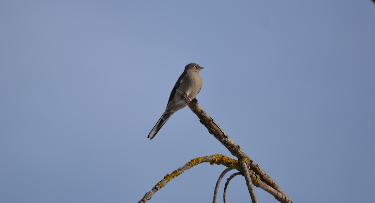 Townsend's Solitaire - ML83460191