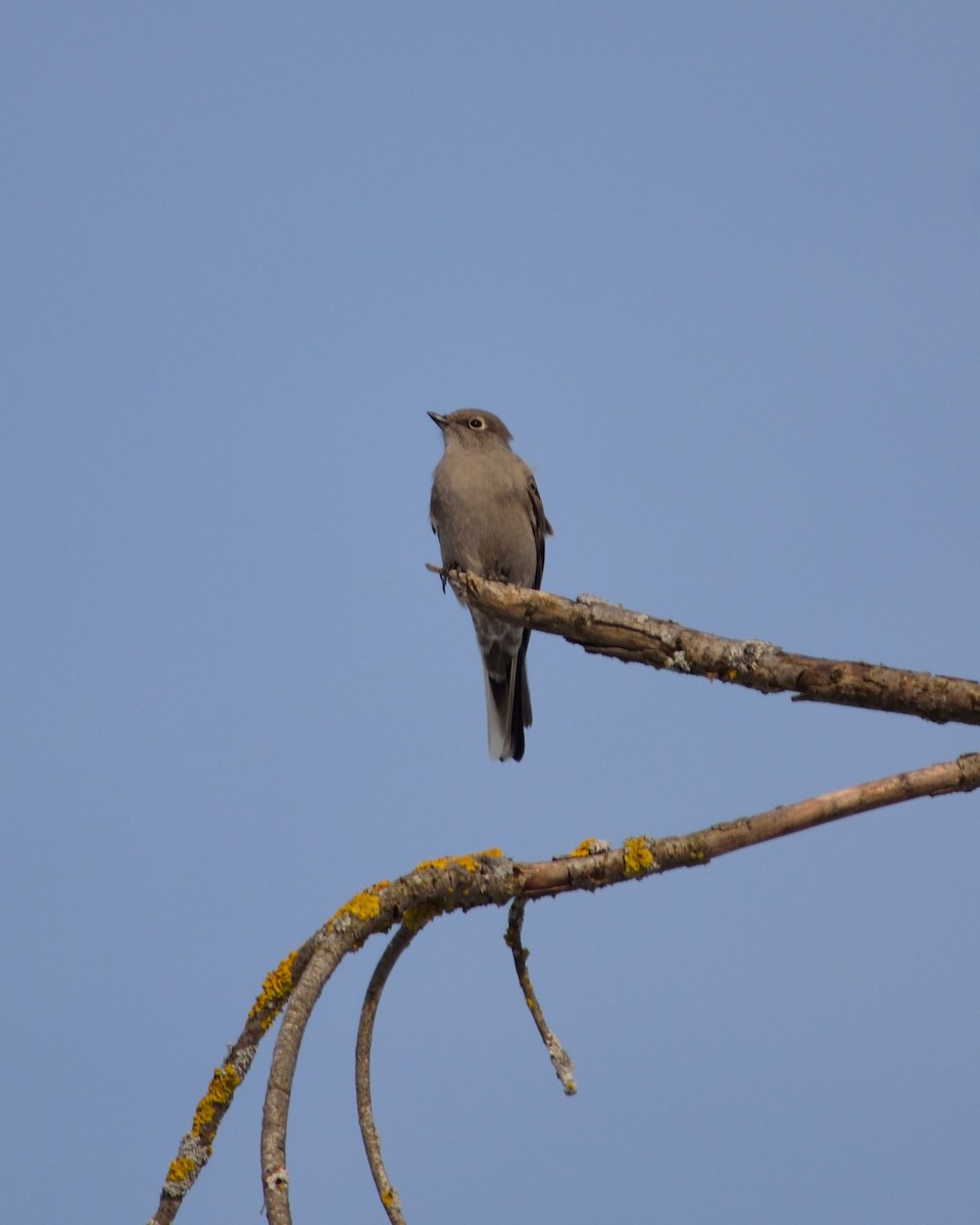 Townsend's Solitaire - ML83460341