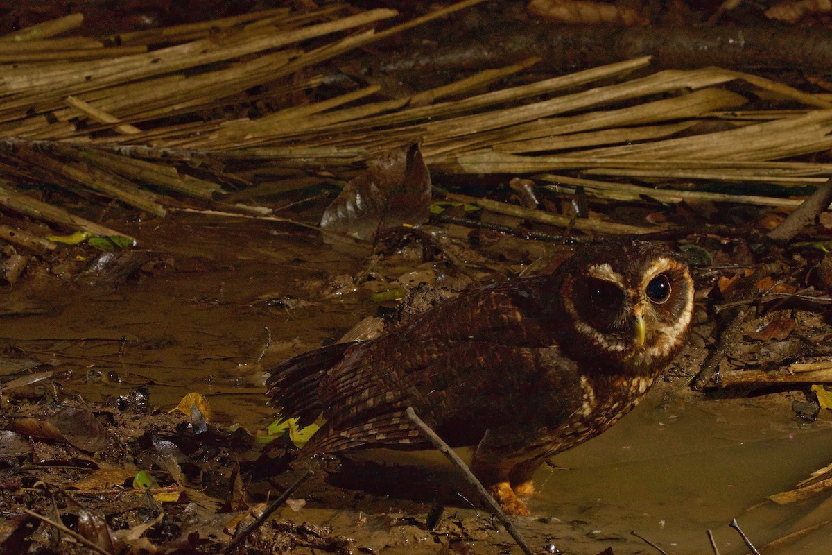 Mottled Owl - Eric Heisey