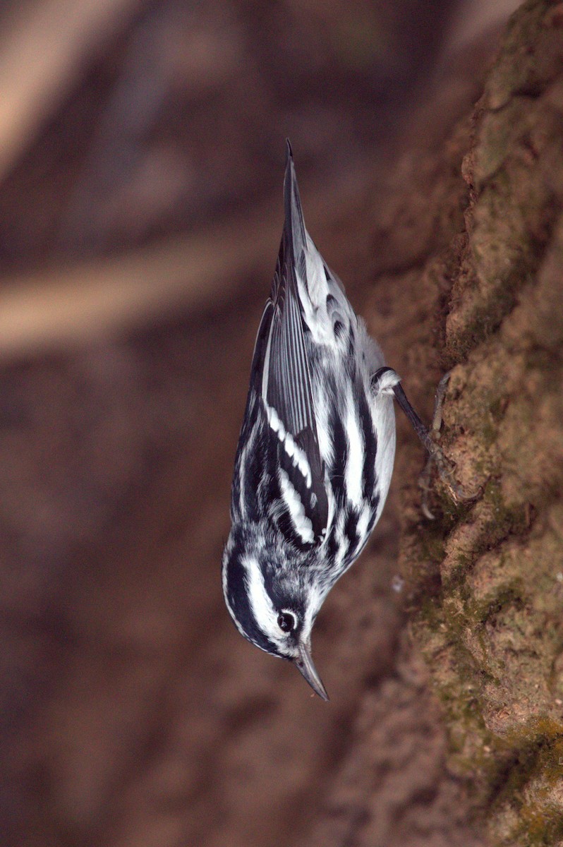 Black-and-white Warbler - ML83463031