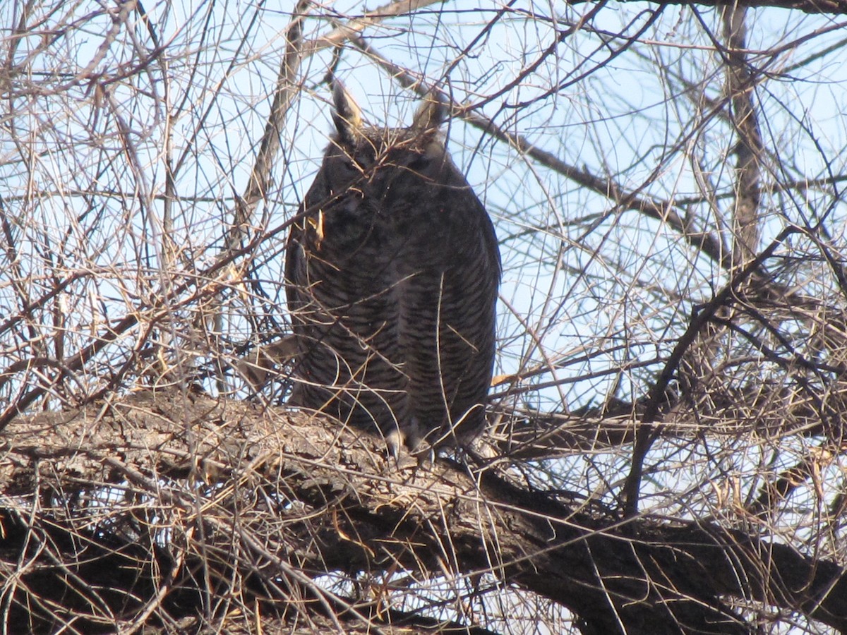 Great Horned Owl - ML83463341