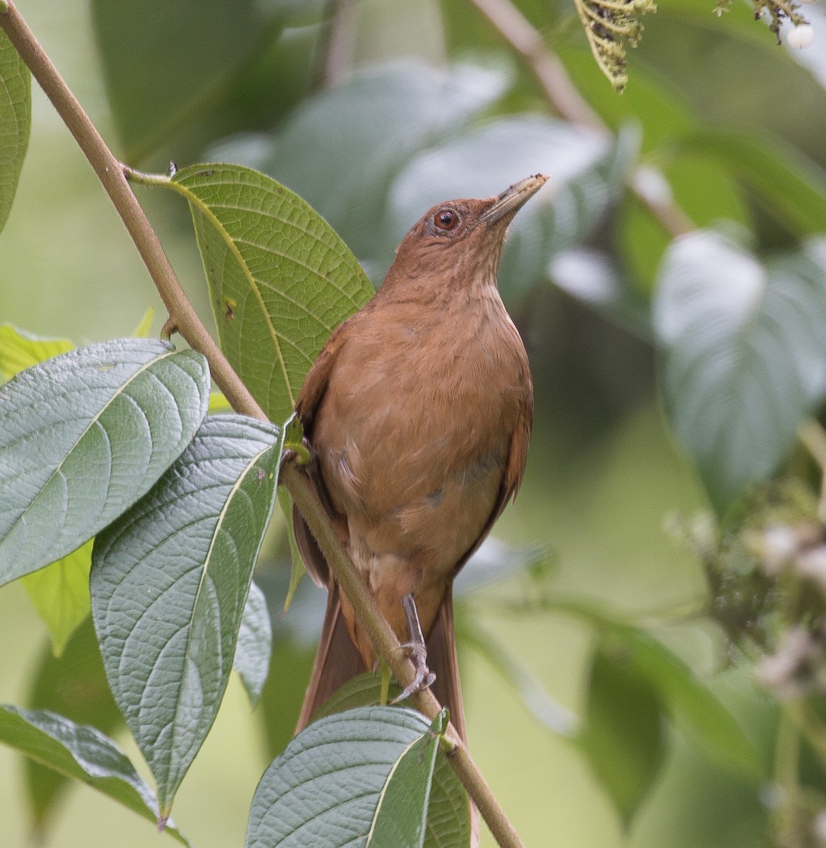 Clay-colored Thrush - Joel Strong