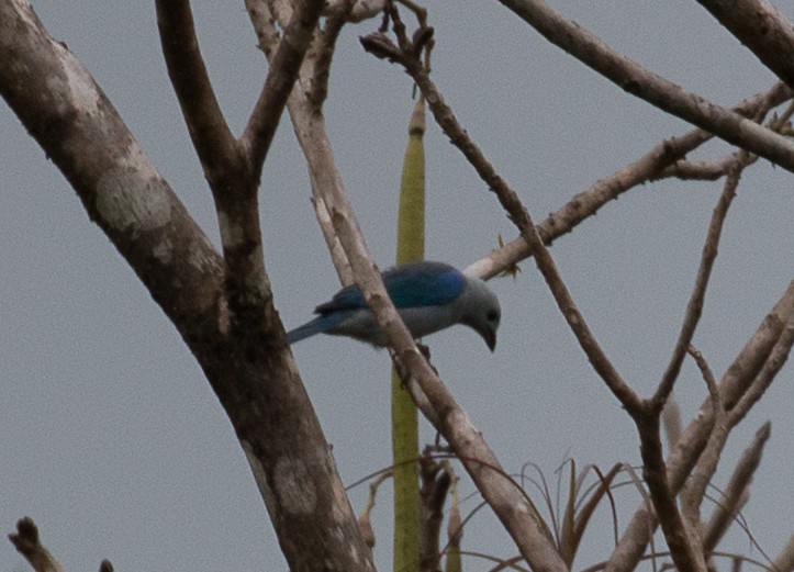 Blue-gray Tanager - ML83465201