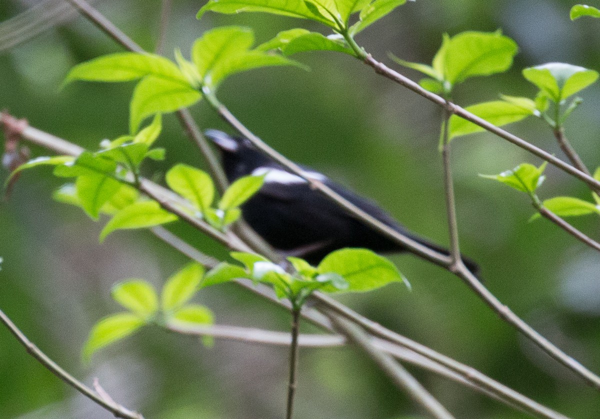 White-shouldered Tanager - ML83465641
