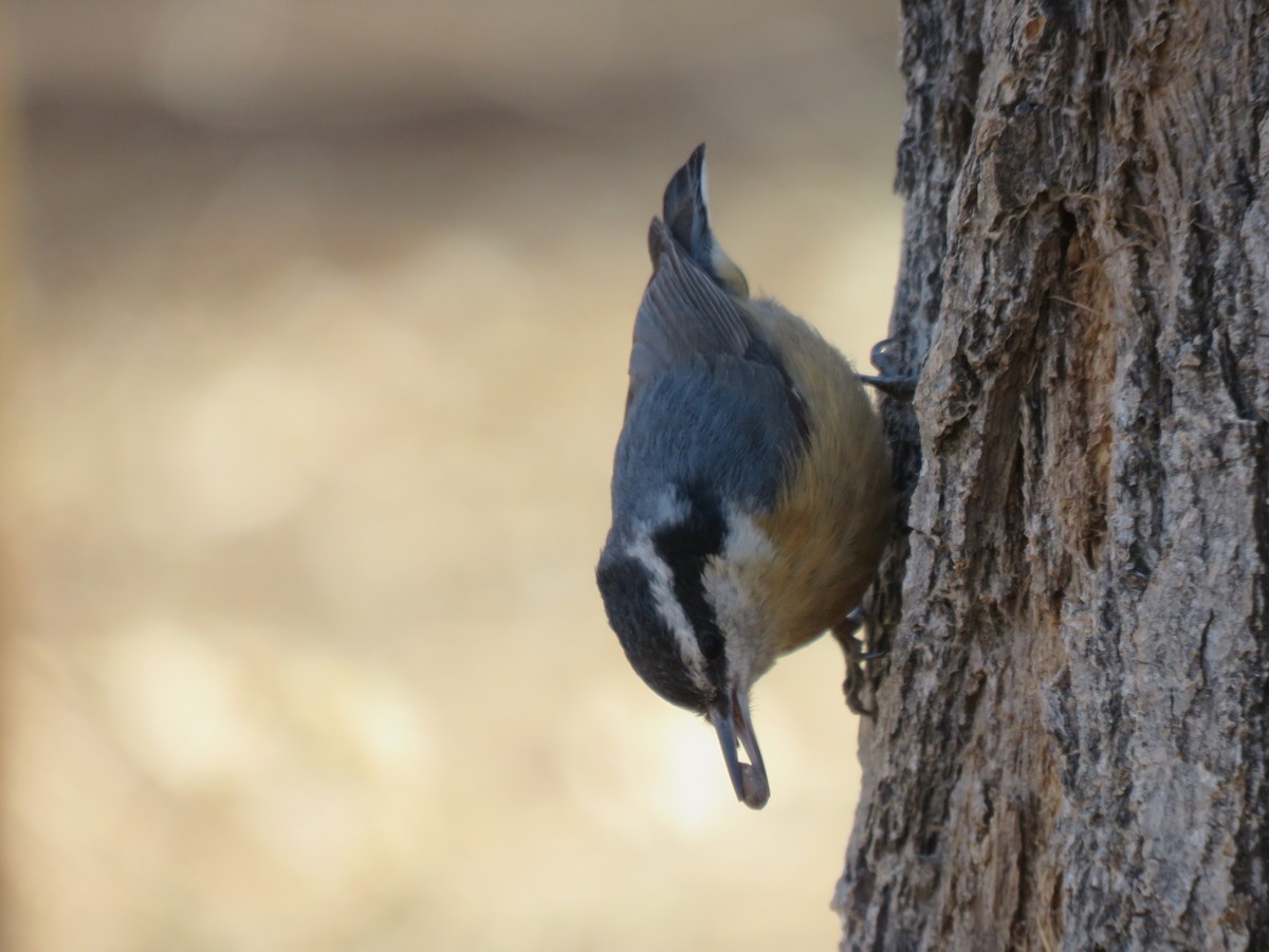 Red-breasted Nuthatch - Suzi Holt