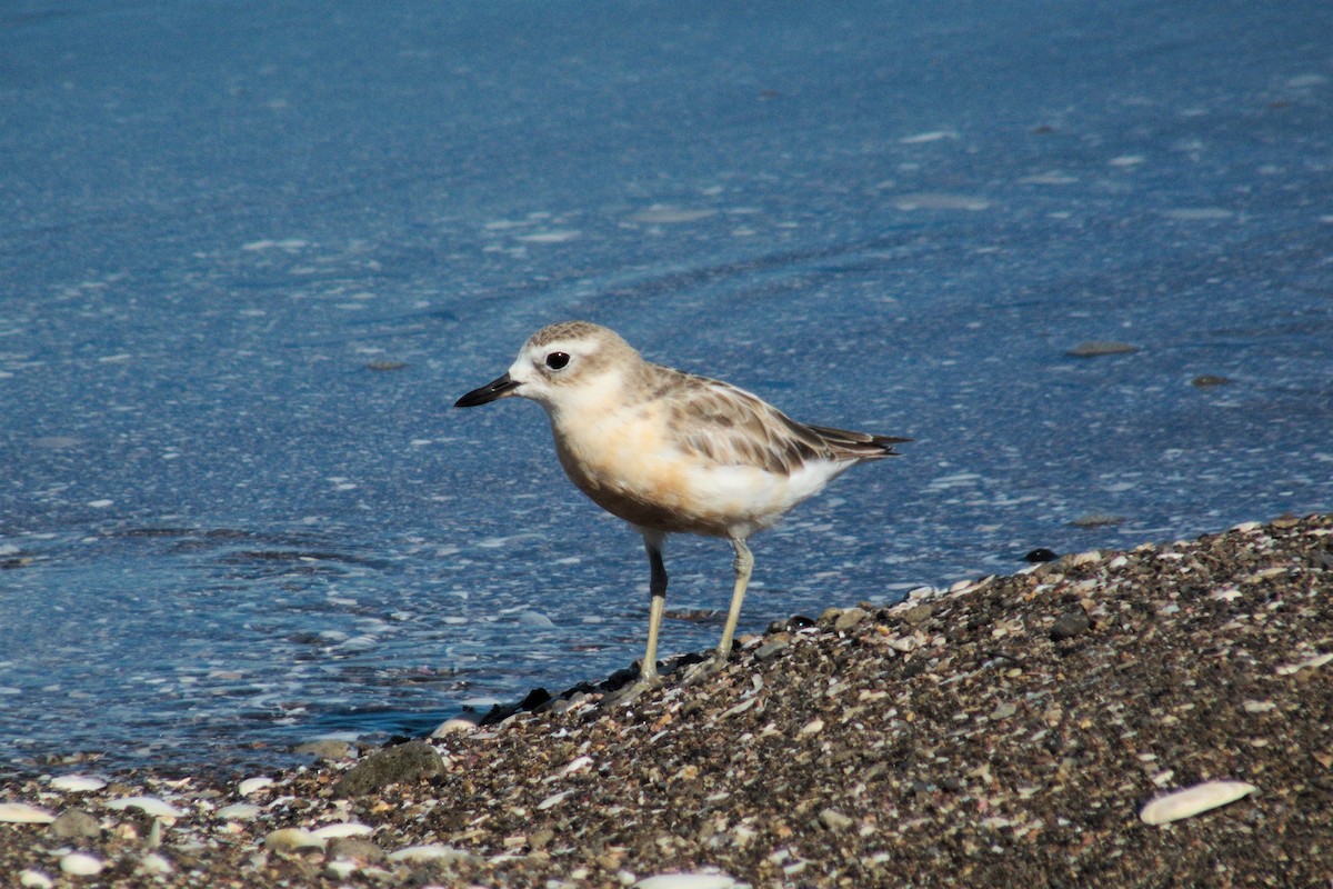 Red-breasted Dotterel - Peter D