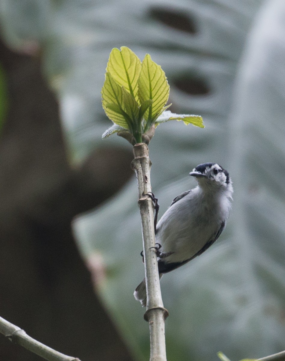 White-browed Gnatcatcher - Joel Strong