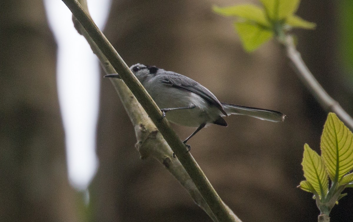White-browed Gnatcatcher - Joel Strong