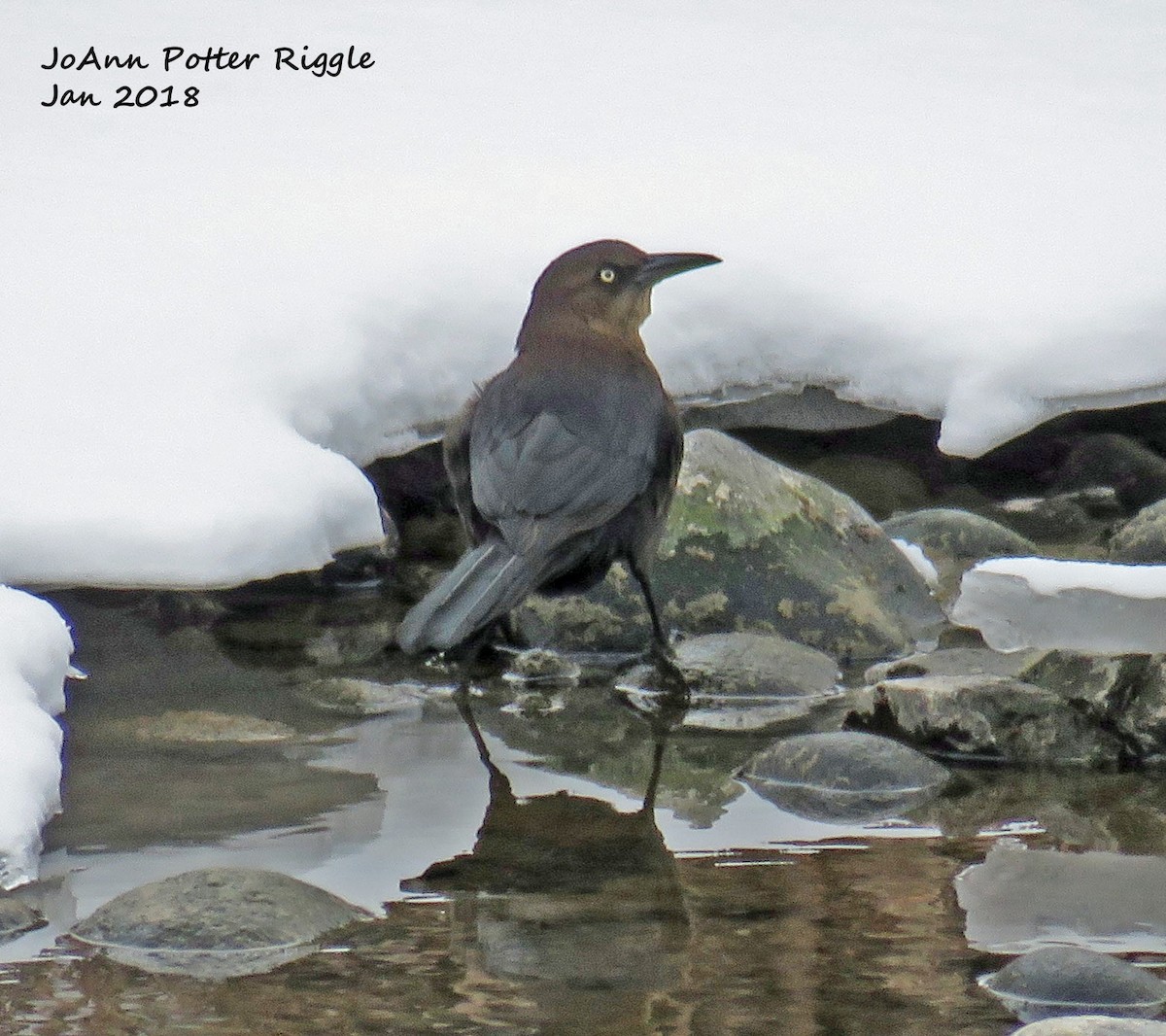Great-tailed Grackle - ML83471691
