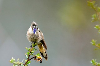  - Blue-bearded Helmetcrest