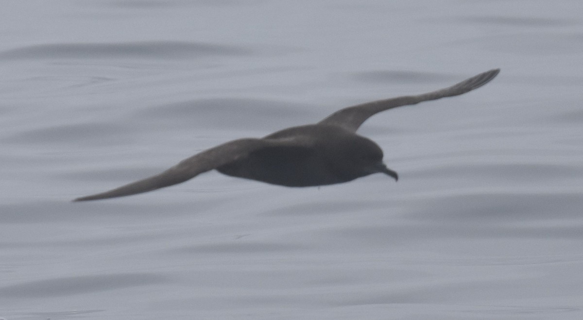 Sooty/Short-tailed Shearwater - Ross Silcock