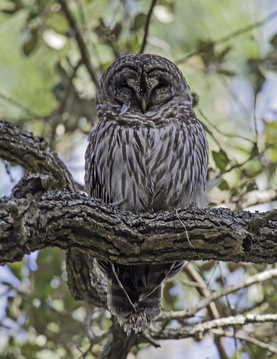 Barred Owl - james poling