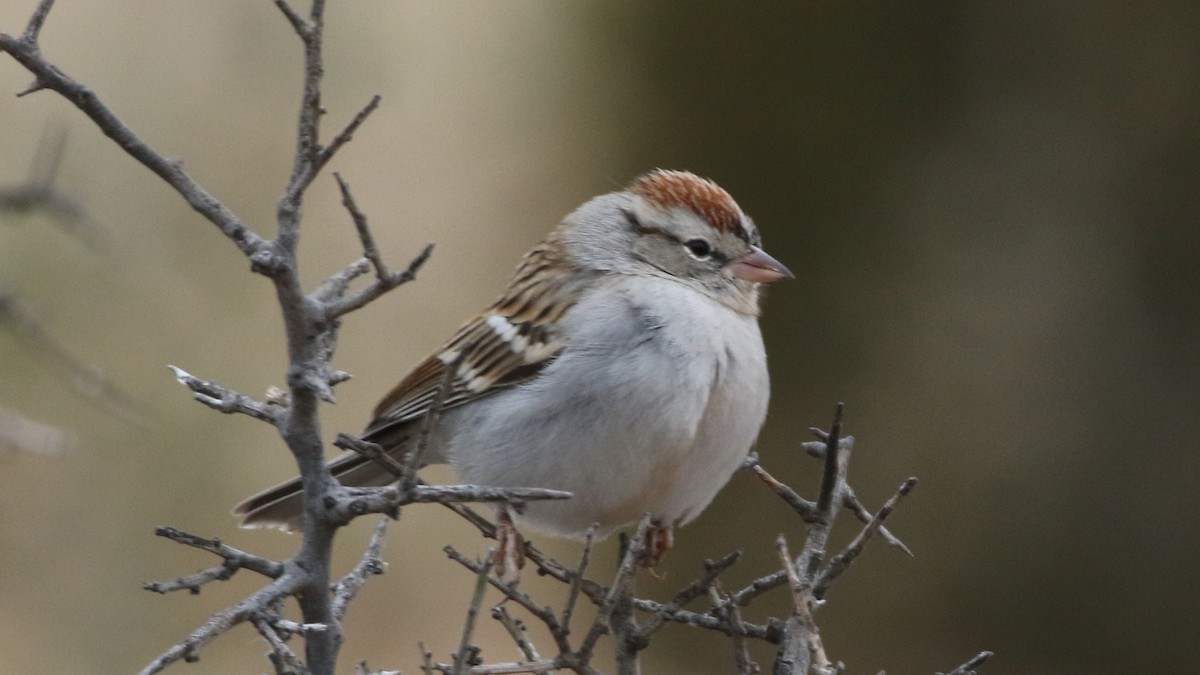 Chipping Sparrow - ML83482001