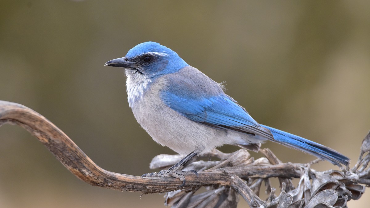 Woodhouse's Scrub-Jay (Woodhouse's) - Curtis McCamy