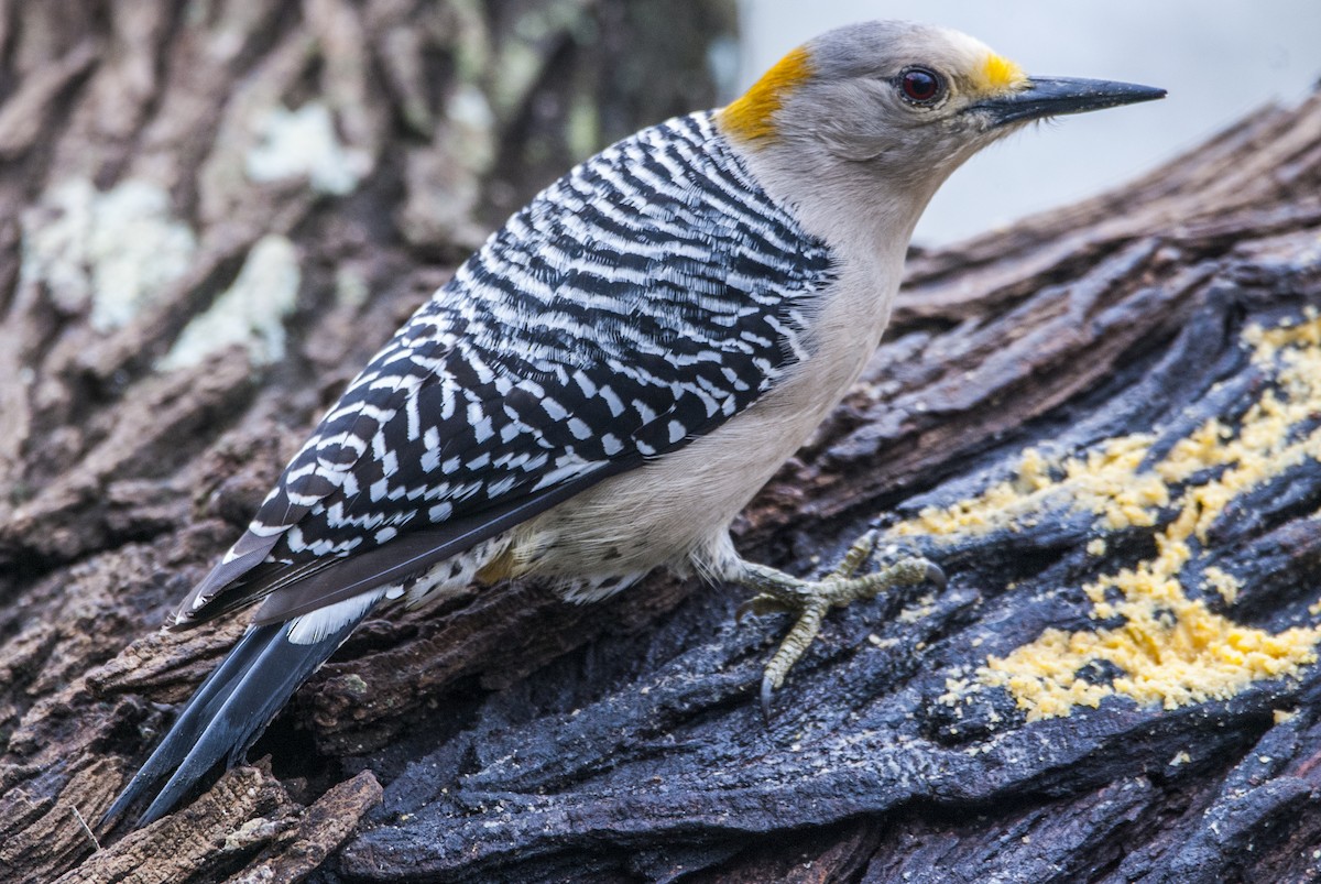 Golden-fronted Woodpecker - Andrew Simon
