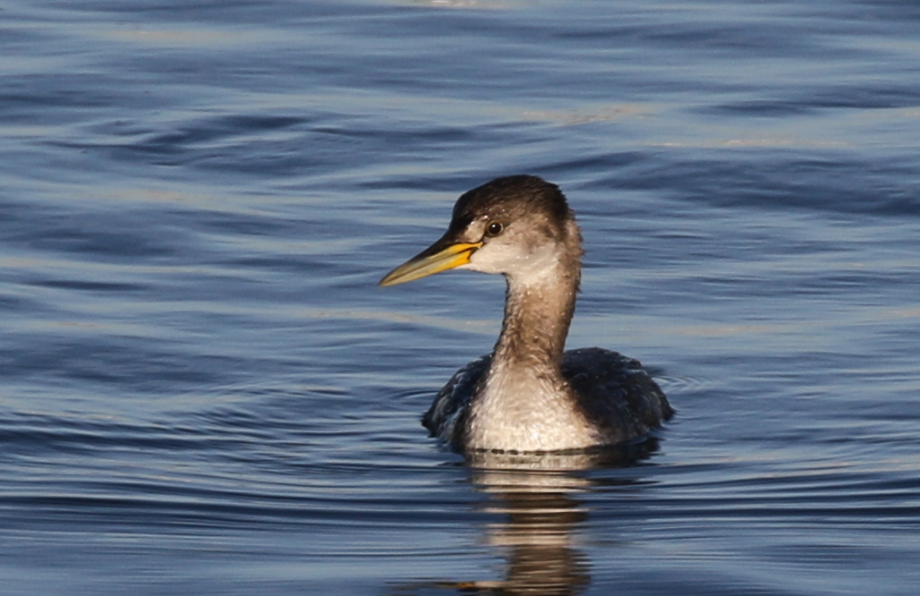 Red-necked Grebe - ML83488091