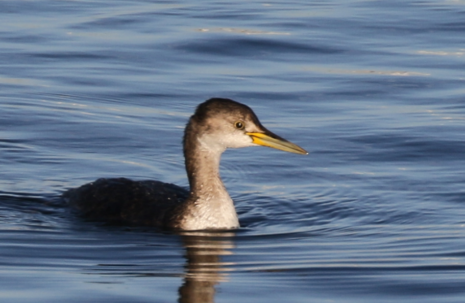 Red-necked Grebe - ML83488111