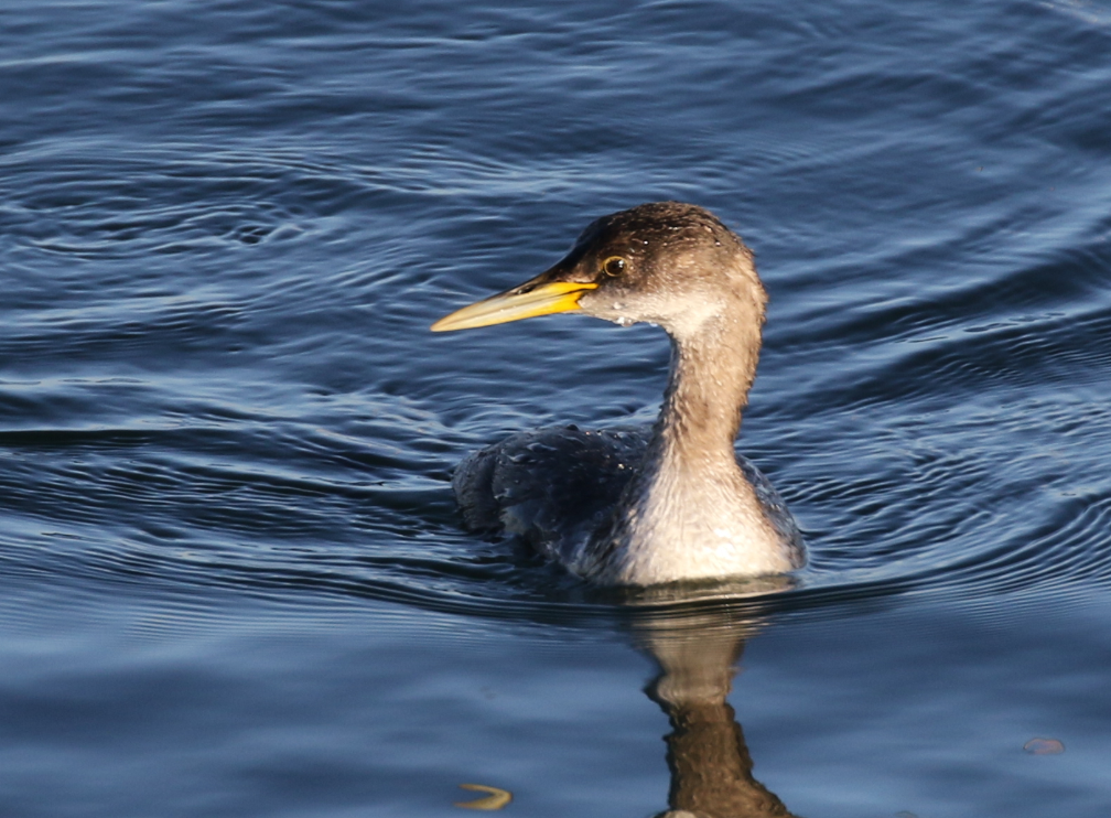 Red-necked Grebe - ML83488131
