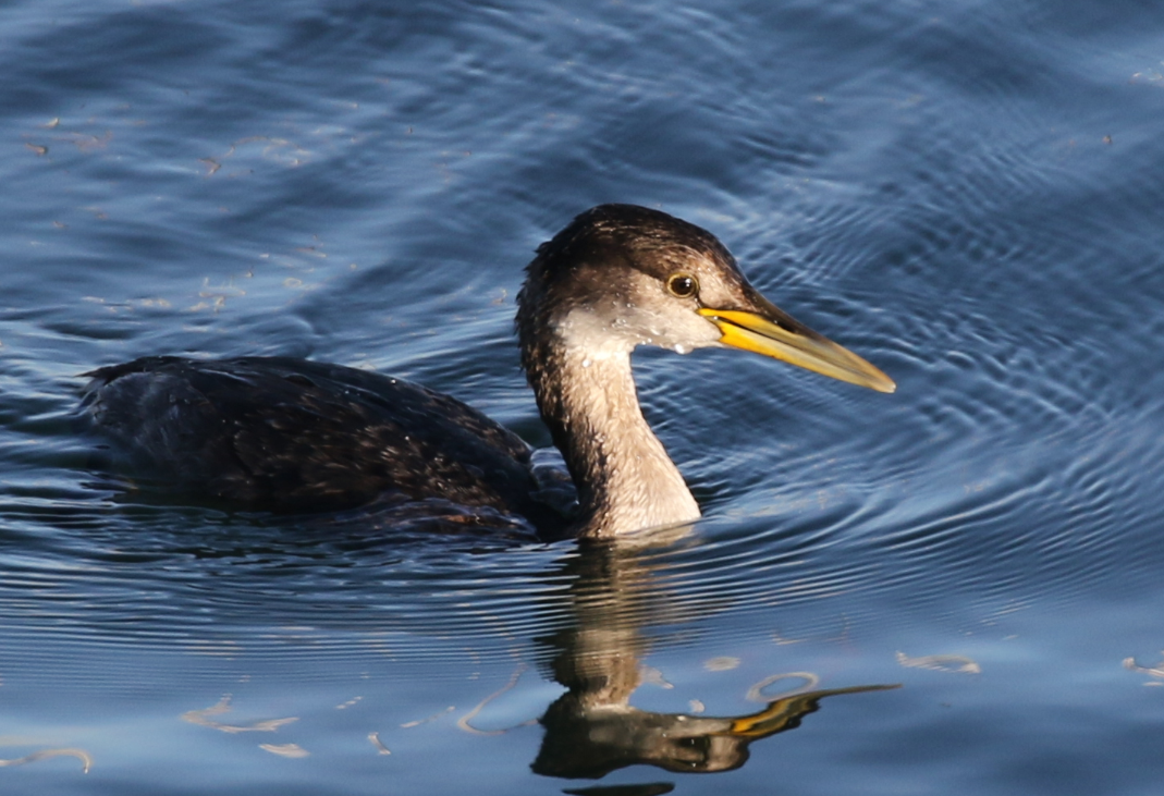 Red-necked Grebe - ML83488171