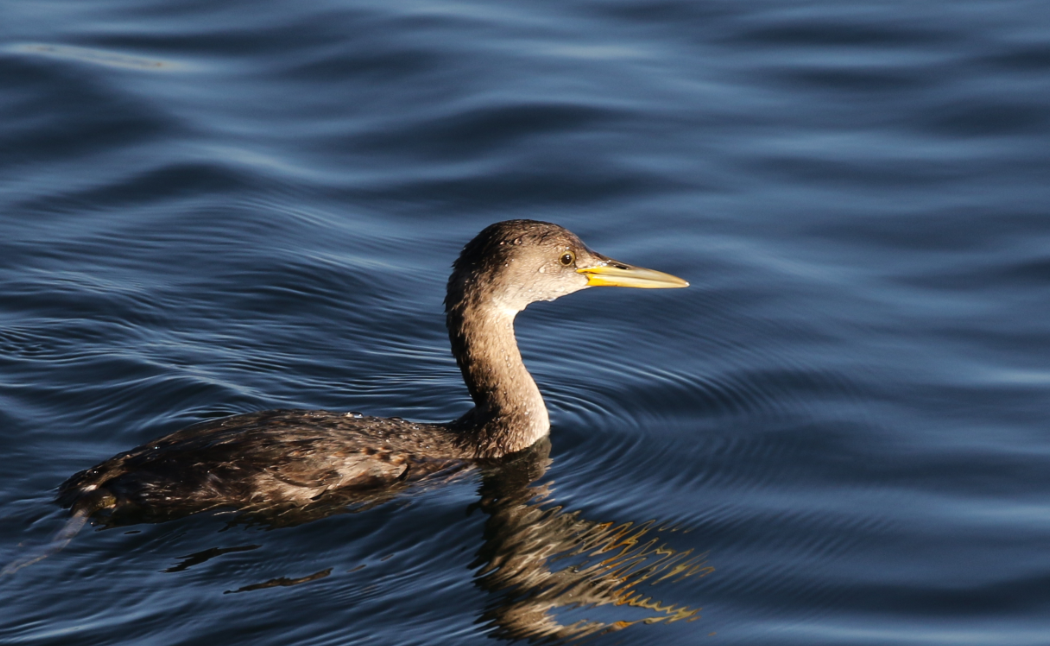 Red-necked Grebe - ML83488201