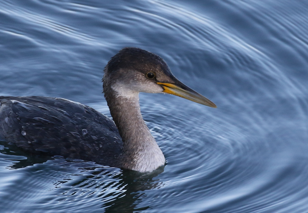 Red-necked Grebe - ML83488241