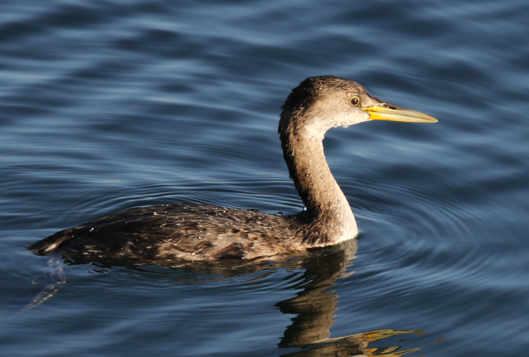 Red-necked Grebe - ML83488261