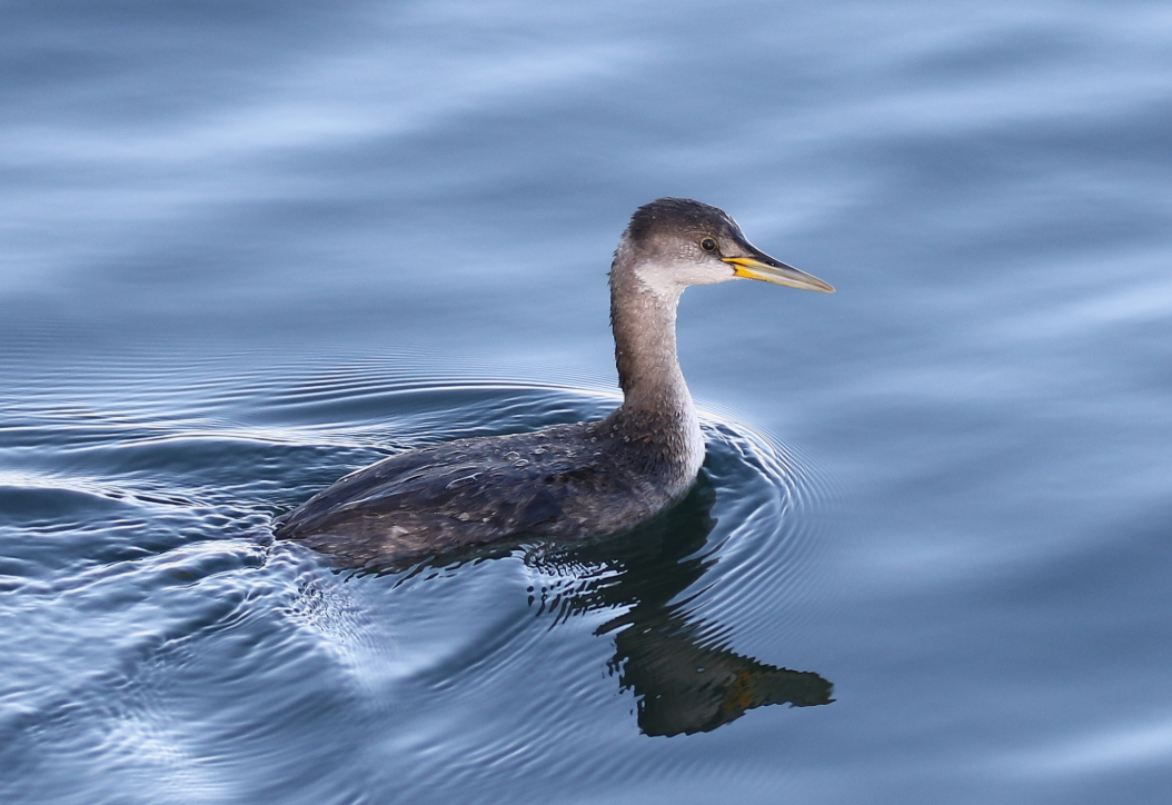 Red-necked Grebe - ML83488291