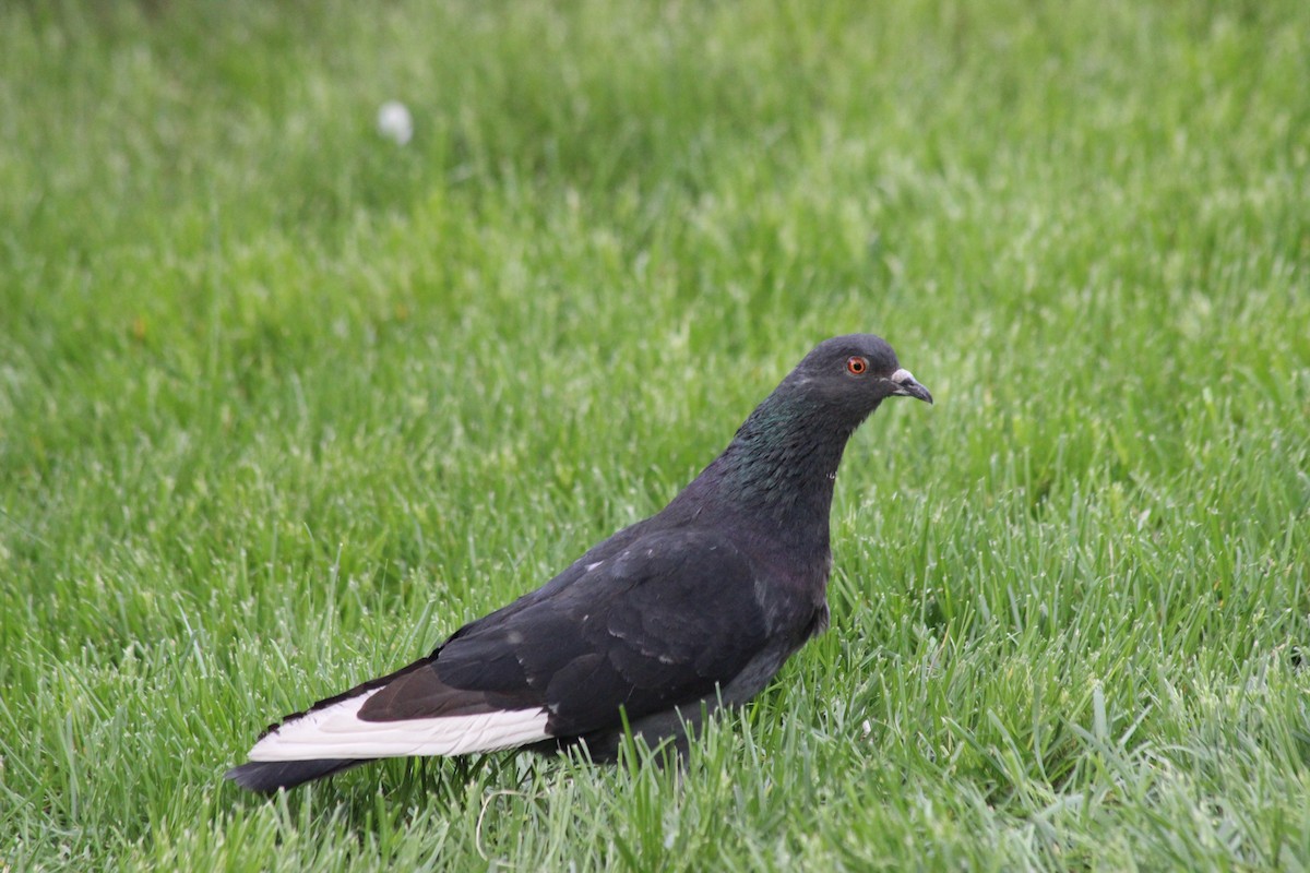 Rock Pigeon (Feral Pigeon) - Donald Jones