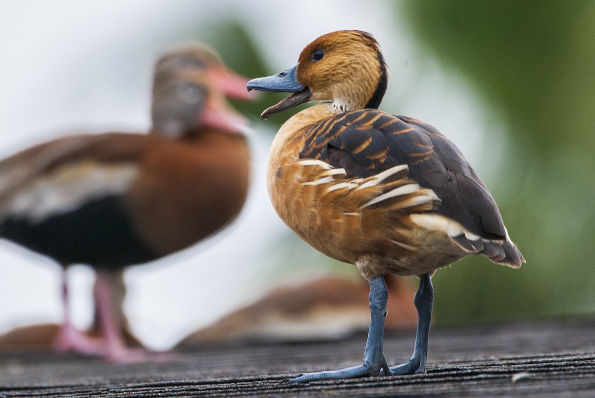 Fulvous Whistling-Duck - ML83489351