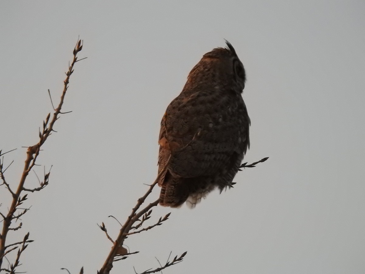 Great Horned Owl - ML83490021