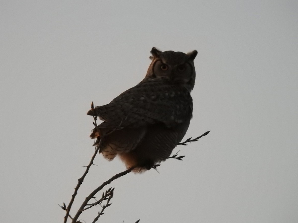Great Horned Owl - ML83490091