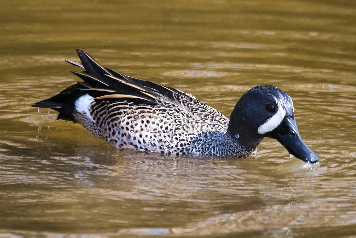 Blue-winged Teal - Andrew Simon