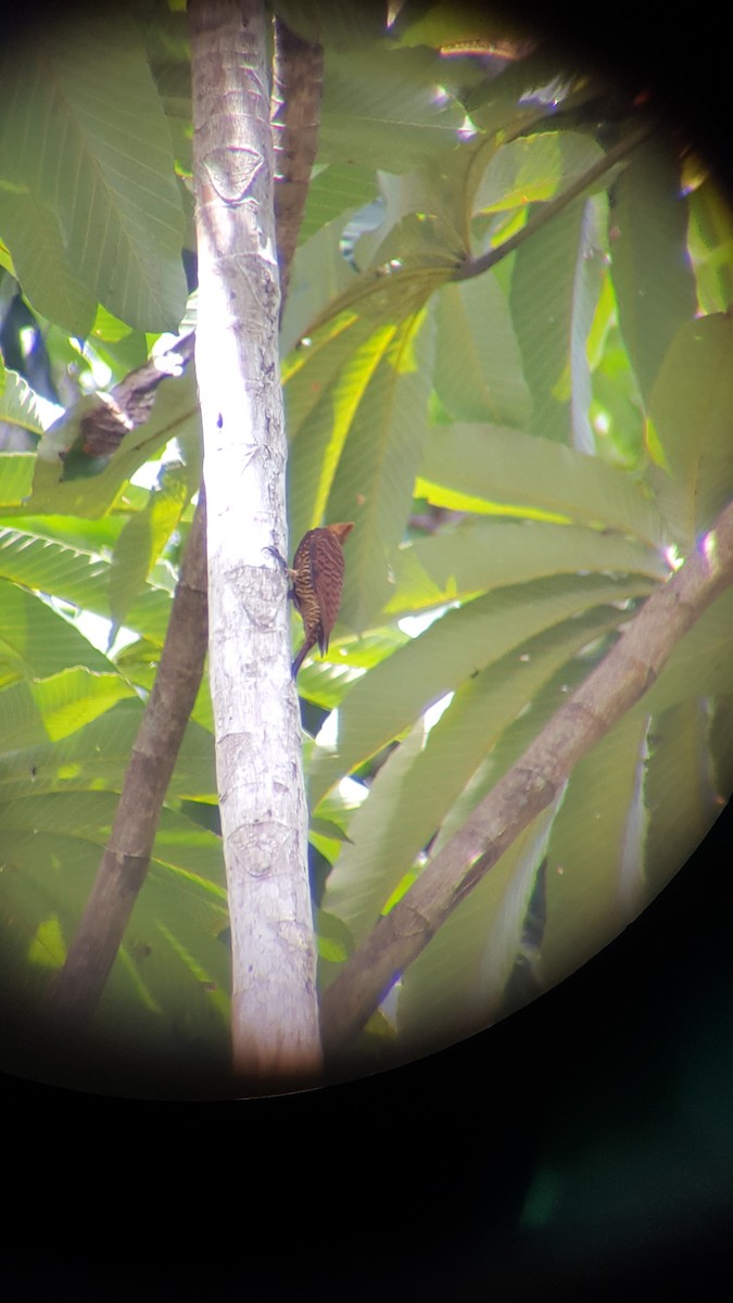 Waved Woodpecker (Waved) - ML83490931
