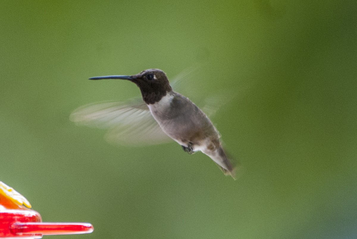 Black-chinned Hummingbird - ML83491501
