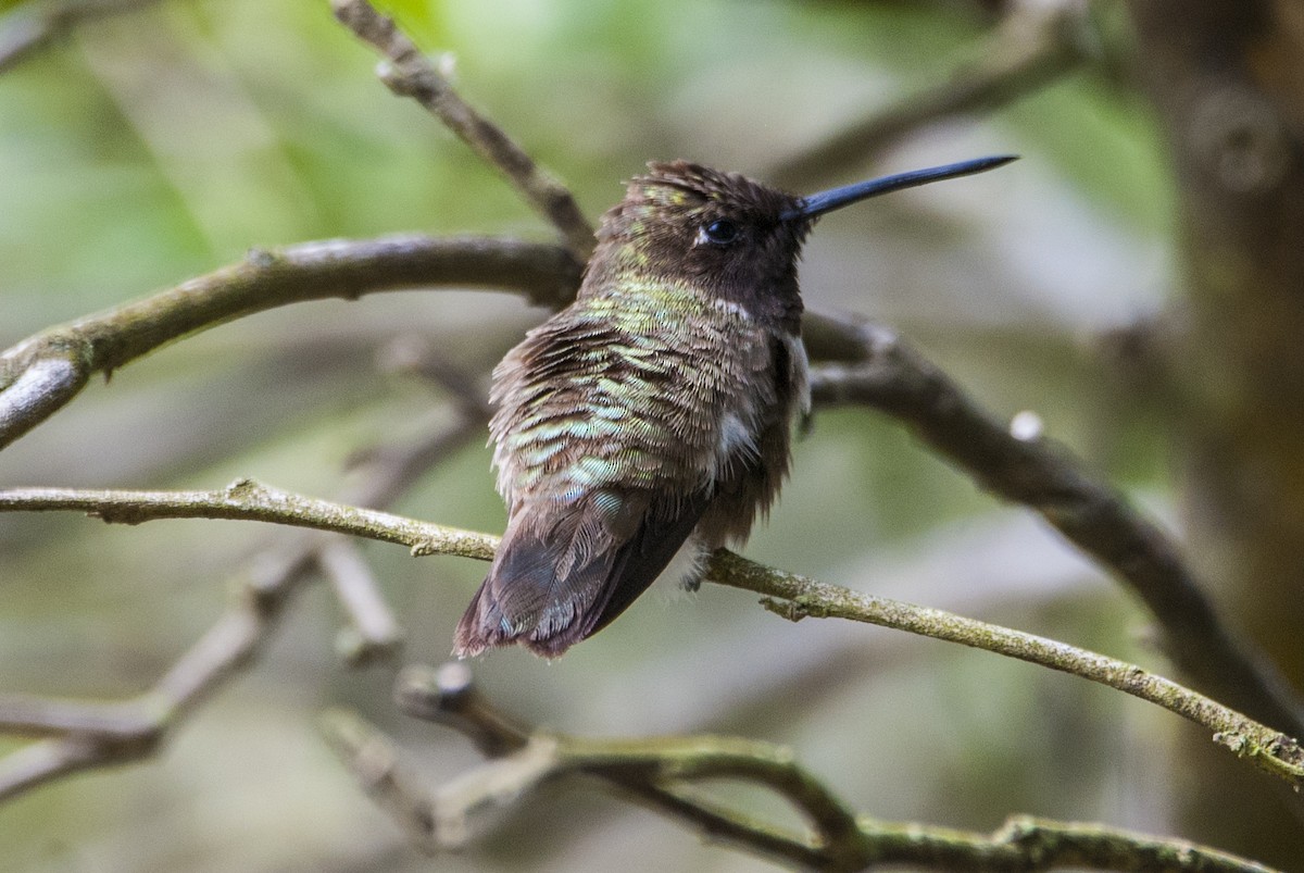 Black-chinned Hummingbird - ML83491511