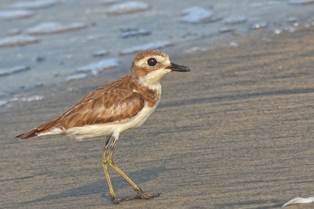 Greater Sand-Plover - Polly Kalamassery