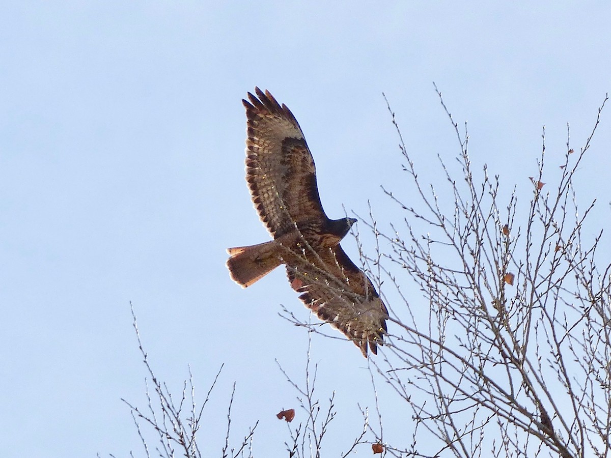 Red-tailed Hawk - Mike Woodall