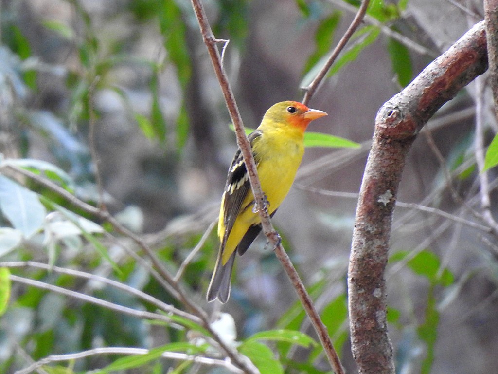 Western Tanager - ML83493511