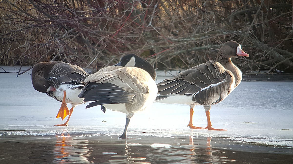Greater White-fronted Goose - Don Henise