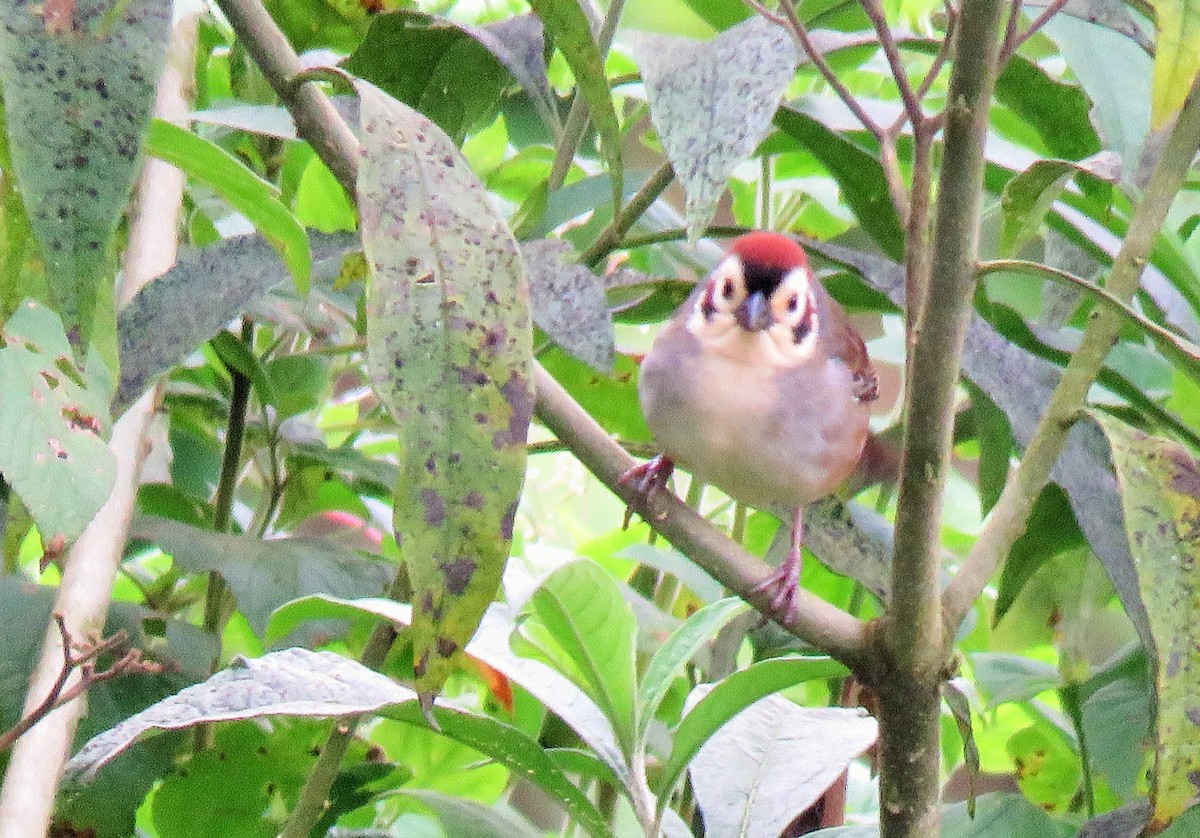 White-faced Ground-Sparrow - Oliver  Komar
