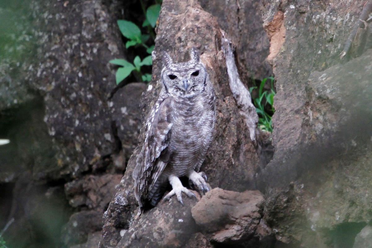 Grayish Eagle-Owl - Reinhard Vehring