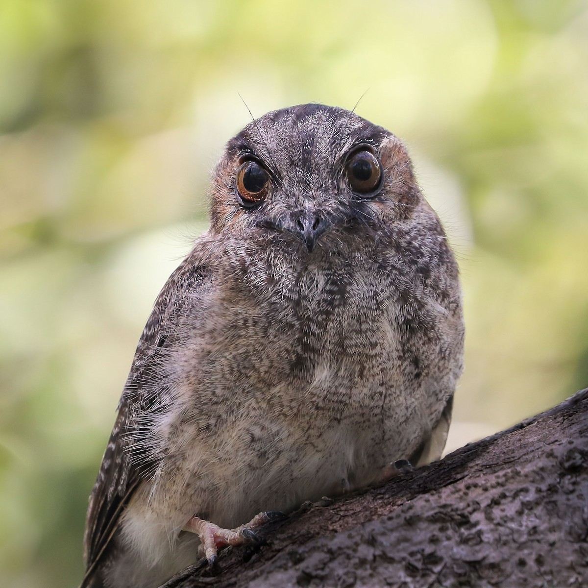 Australian Owlet-nightjar - Ged Tranter