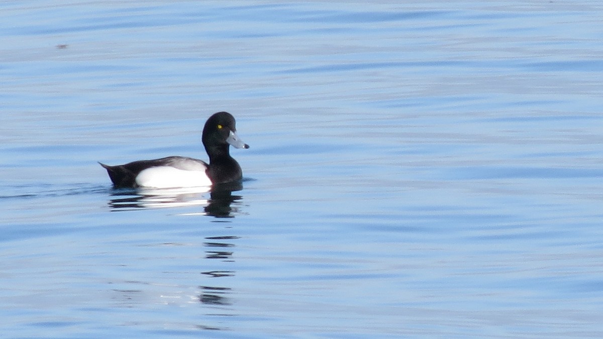 Greater Scaup - ML83503771