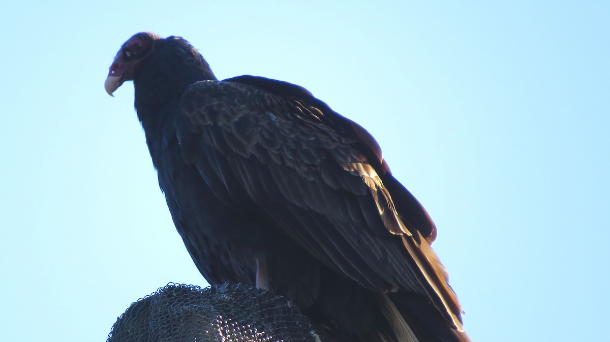 Turkey Vulture - ML83503851