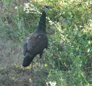 Indian Peafowl, ML83504451